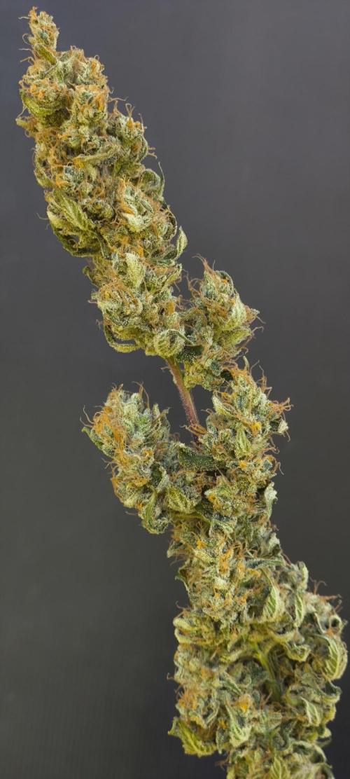 Zamnesia 2026 Plagron Eternity grow cup. Week 17