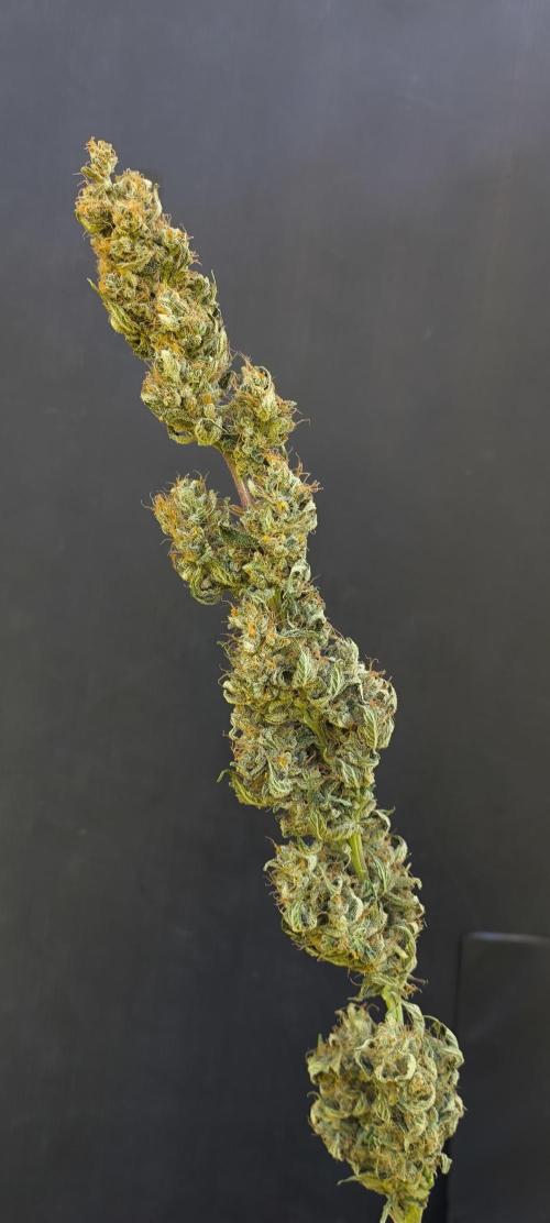 Zamnesia 2026 Plagron Eternity grow cup. Week 17