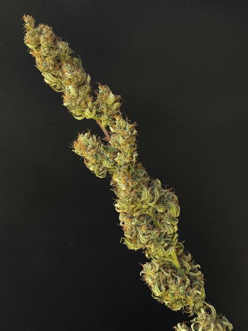 Zamnesia 2026 Plagron Eternity grow cup. Week 17