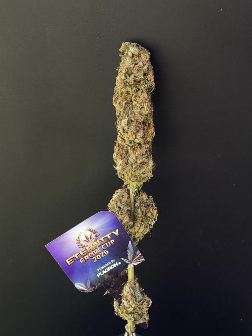 Zamnesia 2026 Plagron Eternity grow cup. Week 17