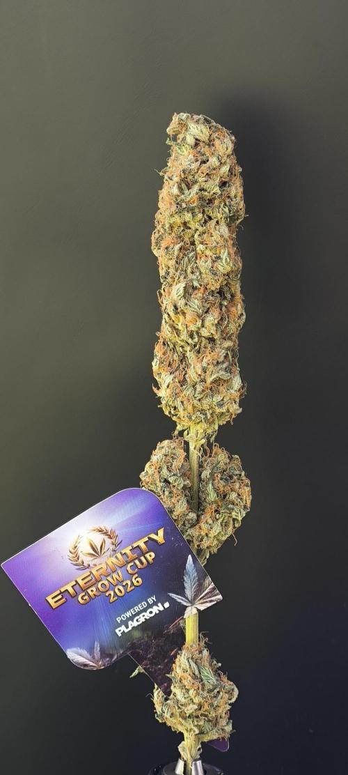Zamnesia 2026 Plagron Eternity grow cup. Week 17