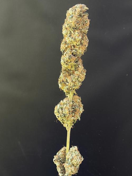 Zamnesia 2026 Plagron Eternity grow cup. Week 17