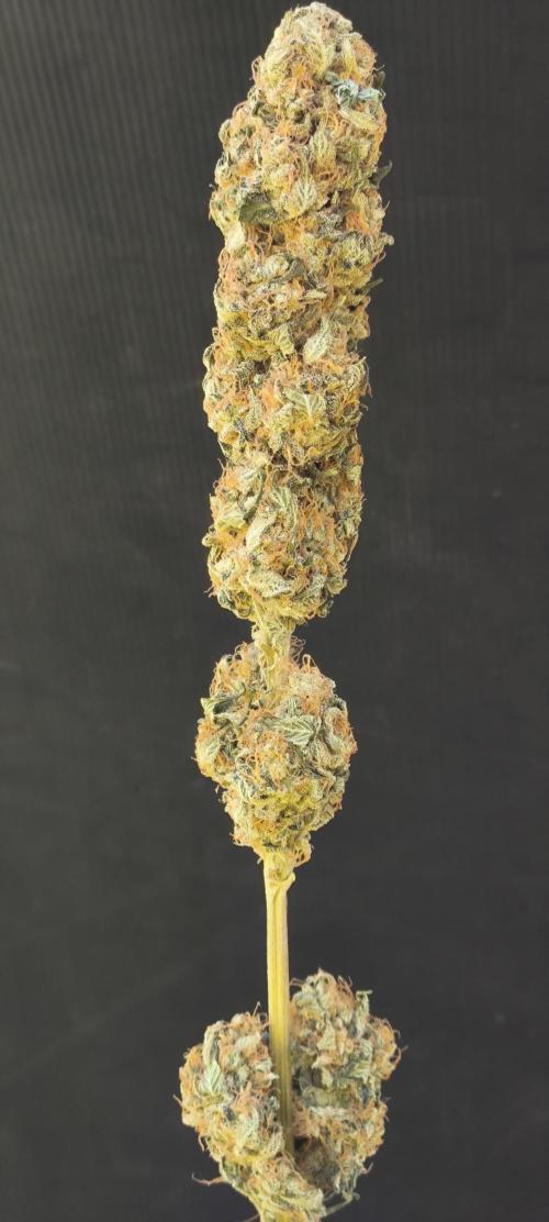 Zamnesia 2026 Plagron Eternity grow cup. Week 17