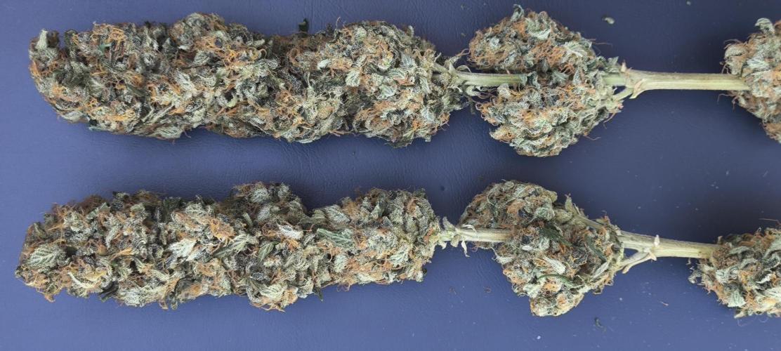 Zamnesia 2026 Plagron Eternity grow cup. Week 17