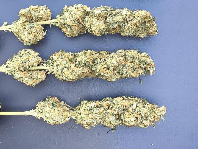 Zamnesia 2026 Plagron Eternity grow cup. Week 17
