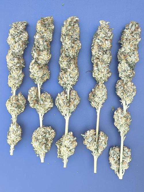 Zamnesia 2026 Plagron Eternity grow cup. Week 17