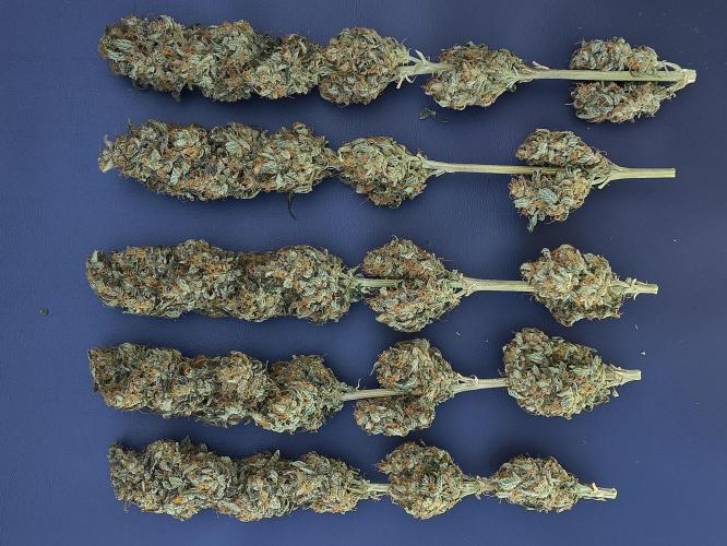 Zamnesia 2026 Plagron Eternity grow cup. Week 17