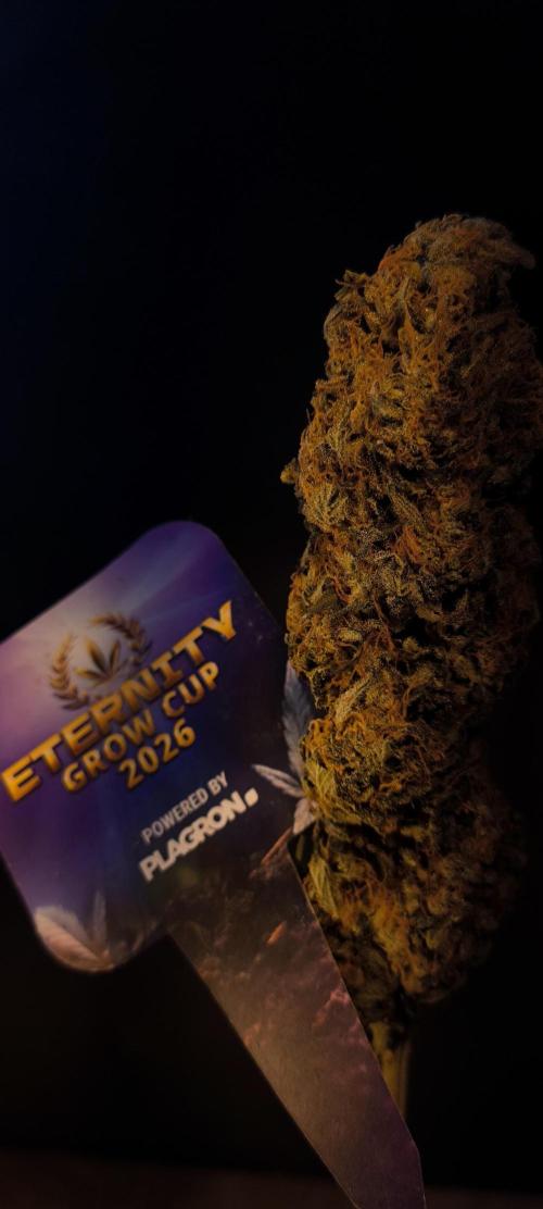 Zamnesia 2026 Plagron Eternity grow cup. Week 17 - 25.5.