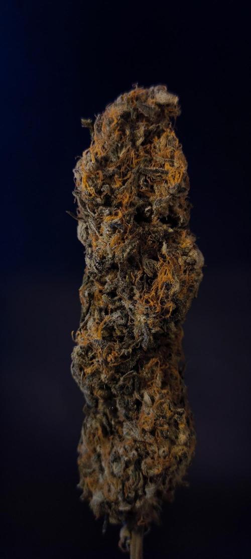Zamnesia 2026 Plagron Eternity grow cup. Week 17 - 25.5.