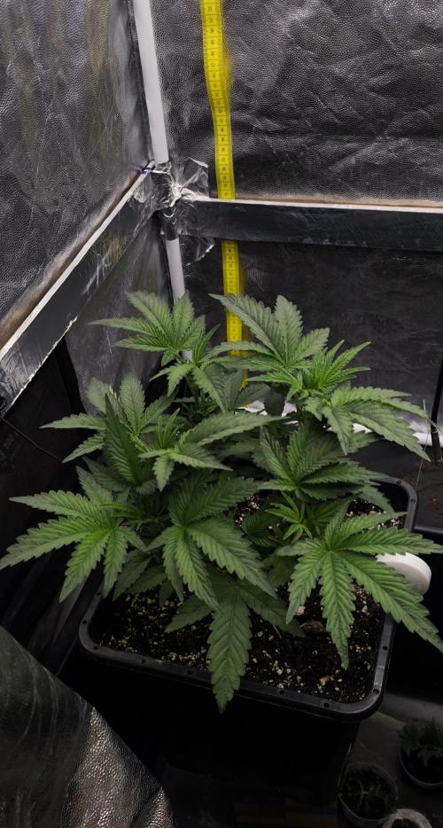 Czech breeder. Week 1