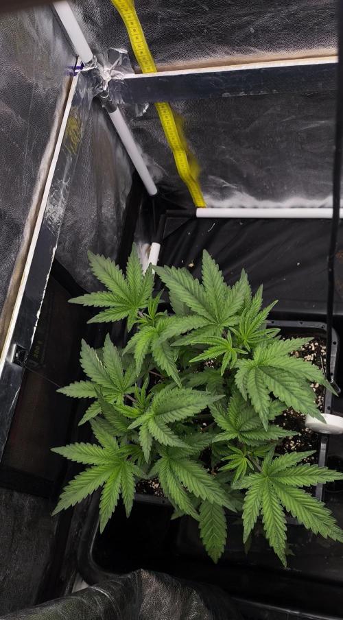 Czech breeder. Week 1