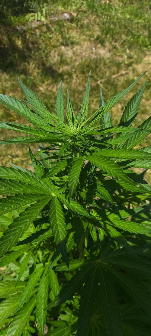 Ginger Punch Auto. Week 5