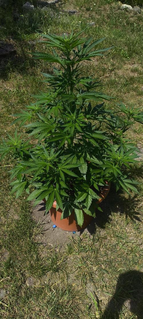 Ginger Punch Auto. Week 5