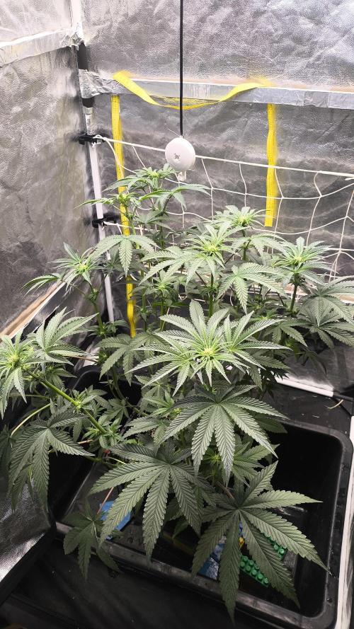 Czech breeder. Week 3