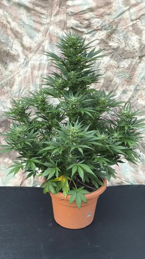 Na Automaty se nesahá 😀. Week 10