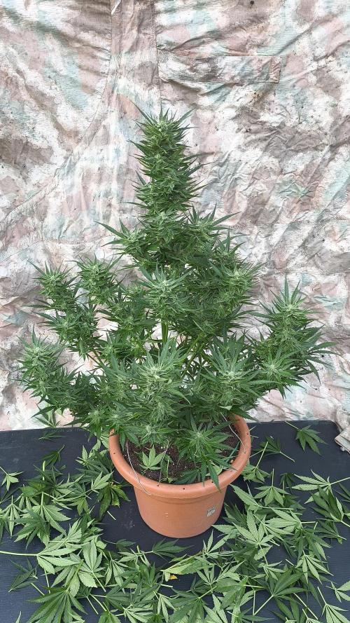 Na Automaty se nesahá 😀. Week 10