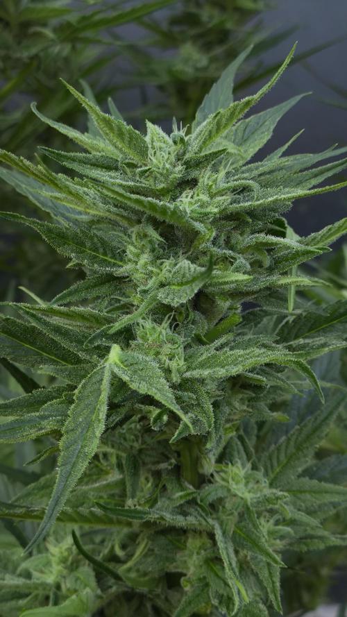 Ginger Punch Auto. Week 10