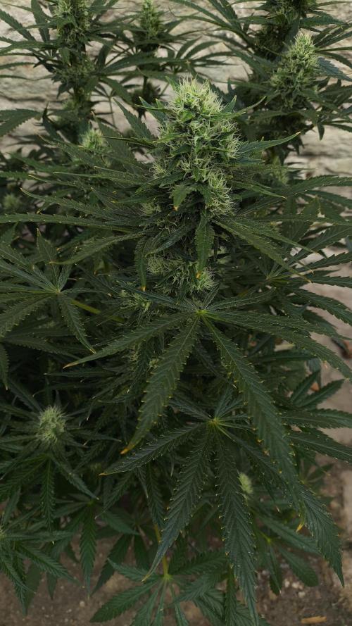 Exodus Cheese. Week 7