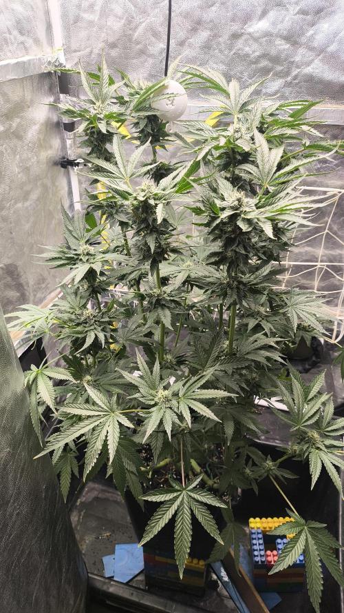 Czech breeder. Week 7
