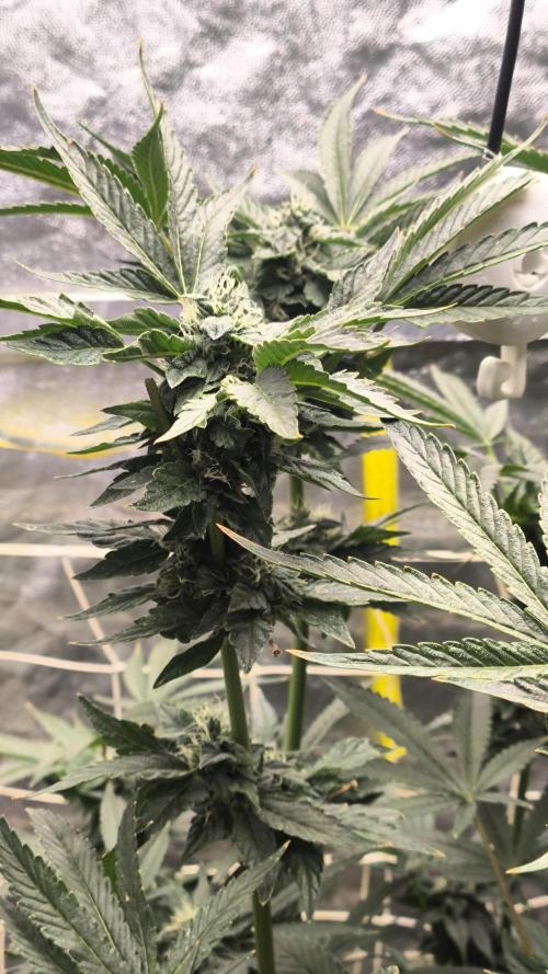 Czech breeder. Week 7