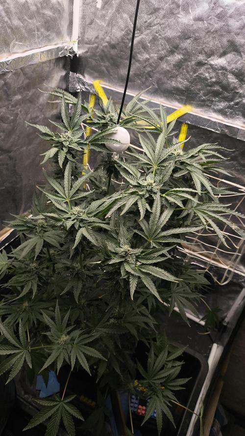 Czech breeder. Week 7