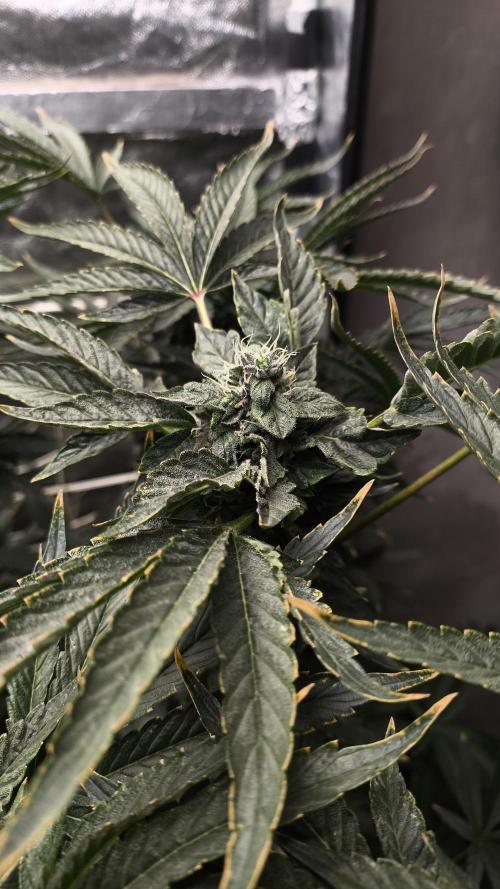 Czech breeder. Week 10
