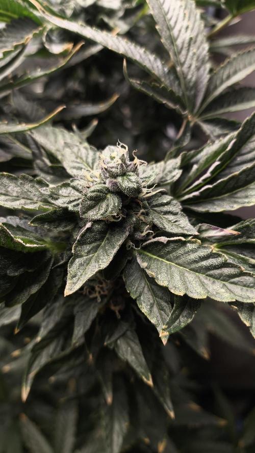 Czech breeder. Week 10