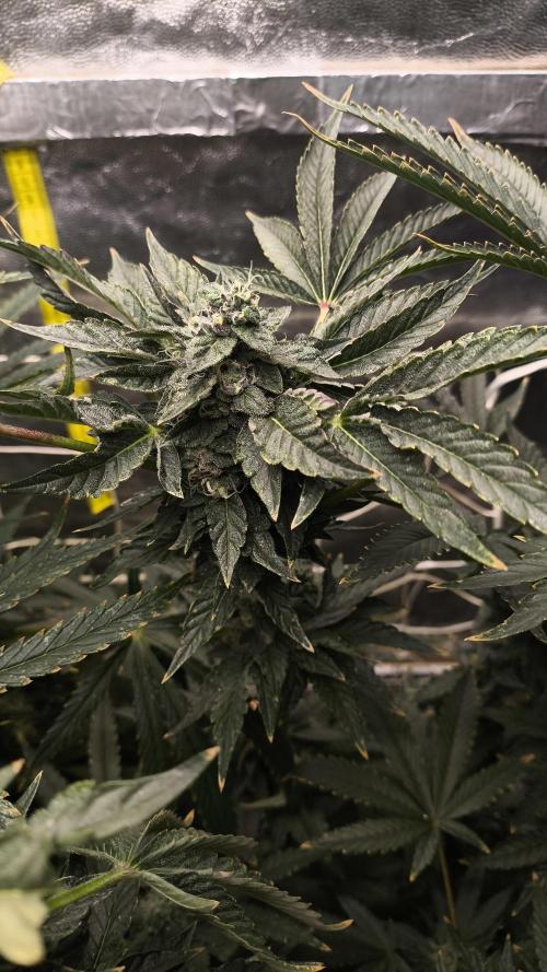 Czech breeder. Week 10