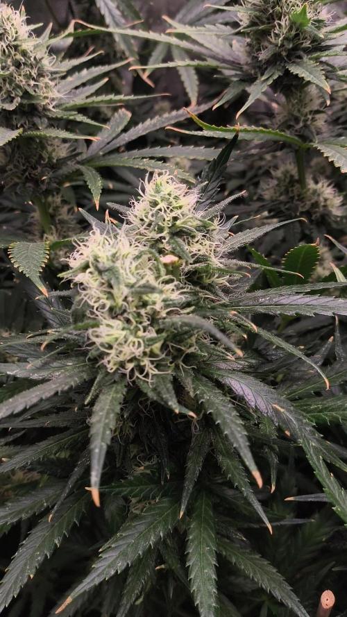 Golden nineties