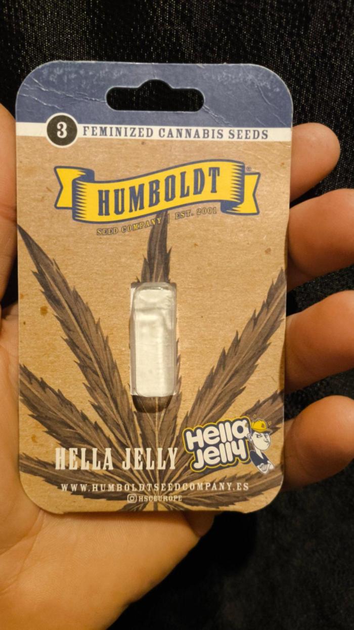 Helly Jelly. Week 0
