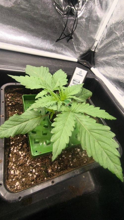 Probox Basic 80. Week 3
