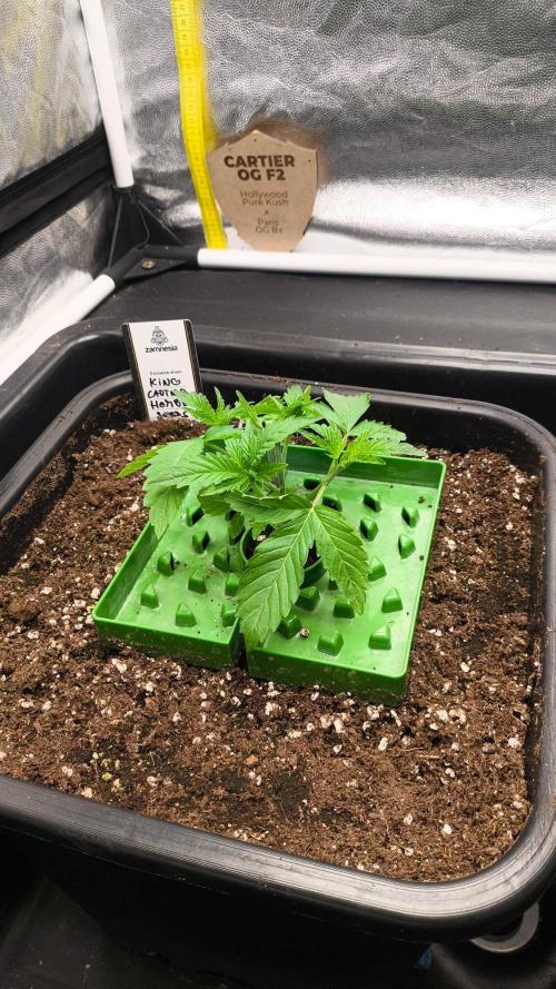 King Cartier ,round two. Week 3