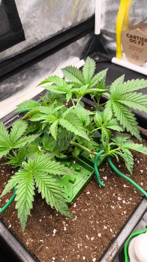 King Cartier ,round two. Week 4