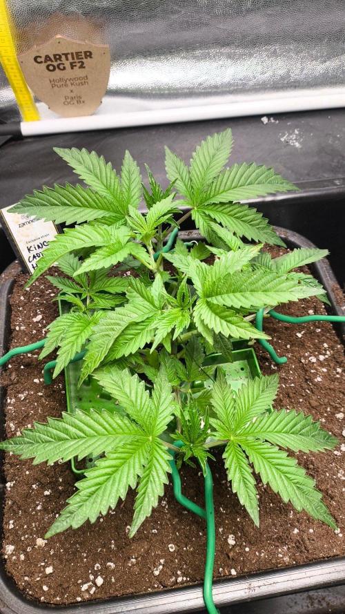 King Cartier ,round two. Week 4