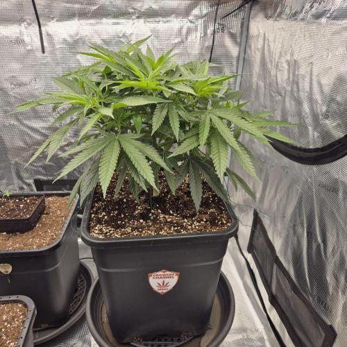 Autumn 2025. Week 1 - 6.week