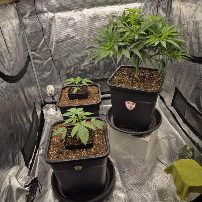 Autumn 2025. Week 2 - Konec 2.týdne DN, SL
7.týden BJP