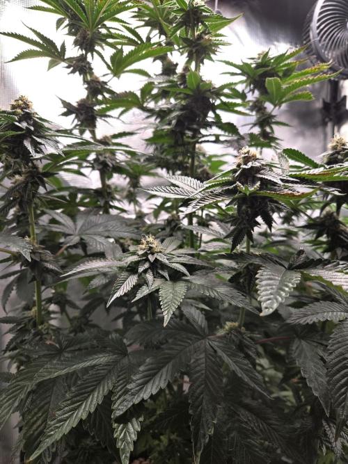 King Cartier. Week 17