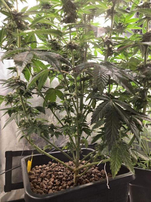 King Cartier. Week 17