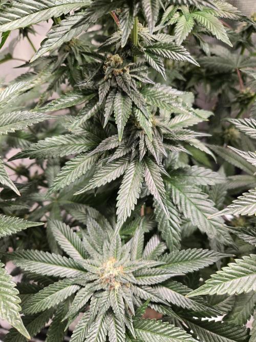 King Cartier. Week 17