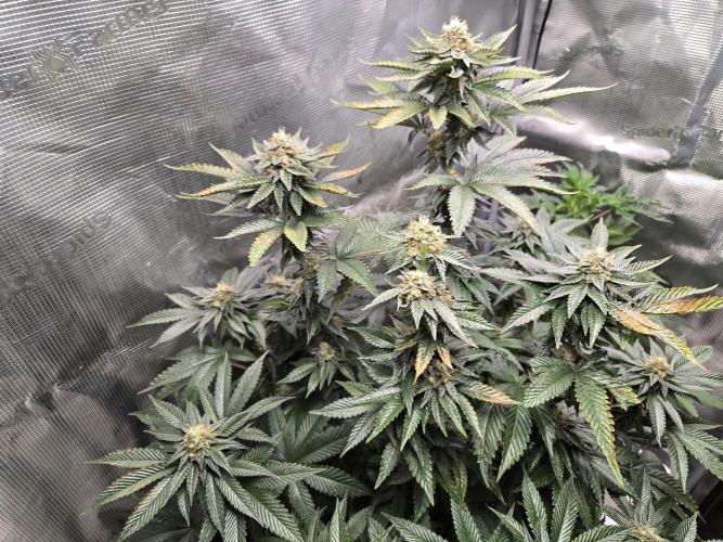 King Cartier. Week 17