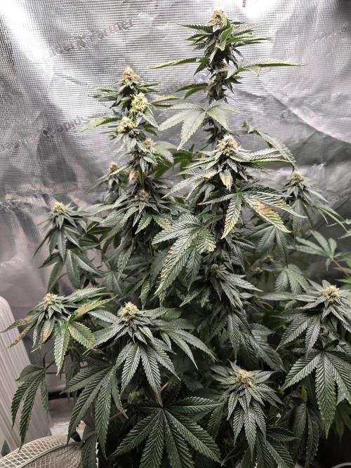 King Cartier. Week 17