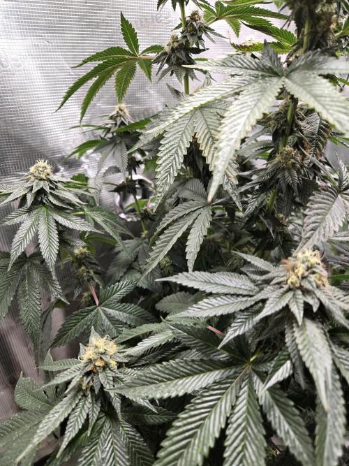 King Cartier. Week 17