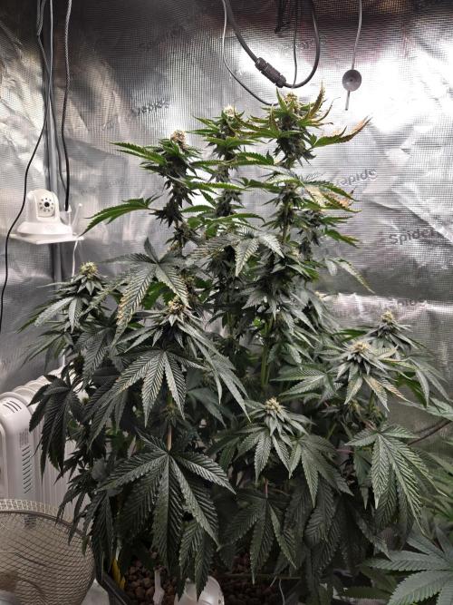 King Cartier. Week 17