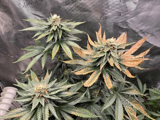 King Cartier. Week 17