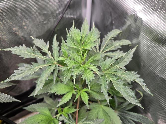 King Cartier clone. Week 8