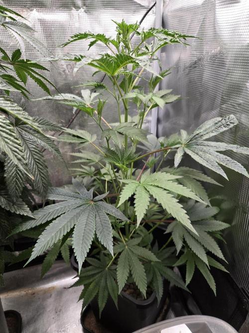 King Cartier clone. Week 8