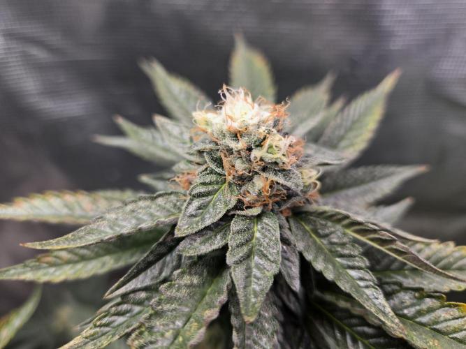 King Cartier. Week 17