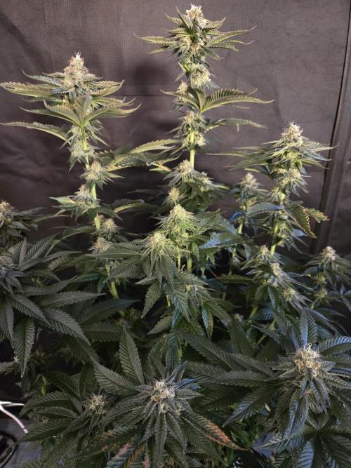 King Cartier. Week 17