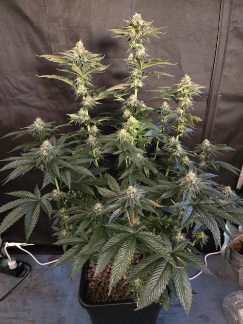 King Cartier. Week 17