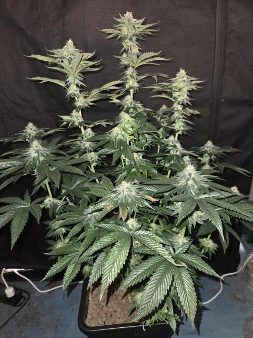 King Cartier. Week 17